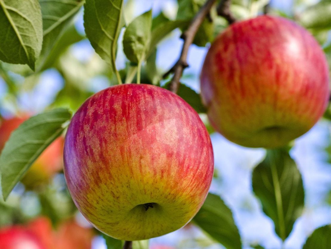 Fresh Fuji Apple thumbnail 4
