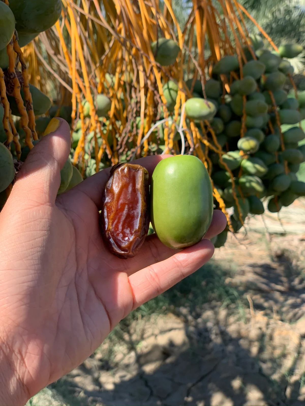 Medjool Dates: Naturally Sweet, Pure, and Chemical-Free thumbnail 2