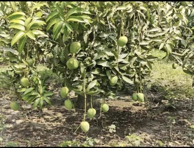হিমসাগর আম_img_7