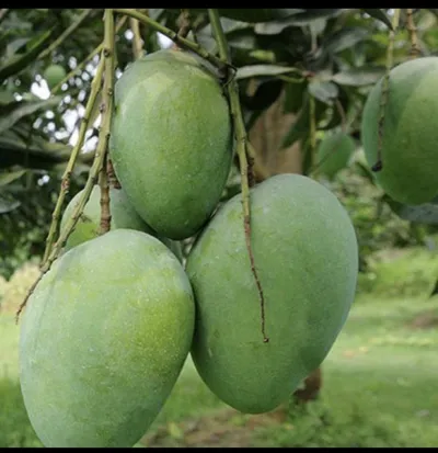 হিমসাগর আম_img_5