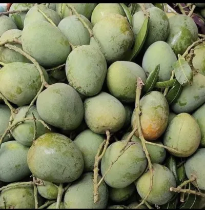 হিমসাগর আম_img_4