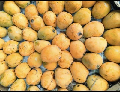 হিমসাগর আম_img_2