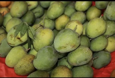 হিমসাগর আম_img_6