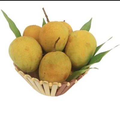 হিমসাগর আম_img_3