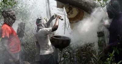 100% Pure Sundarban Honey 1Kg(মধু)_img_1