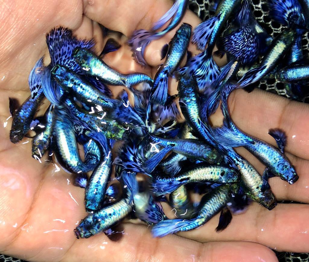 purple dragon guppy new adult (5pair)