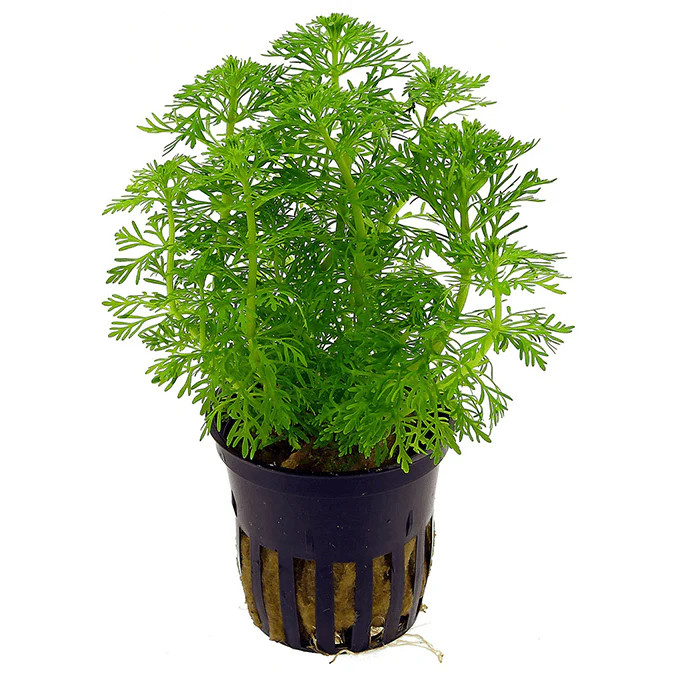 Ambulia (lowtach plants 5pcs)