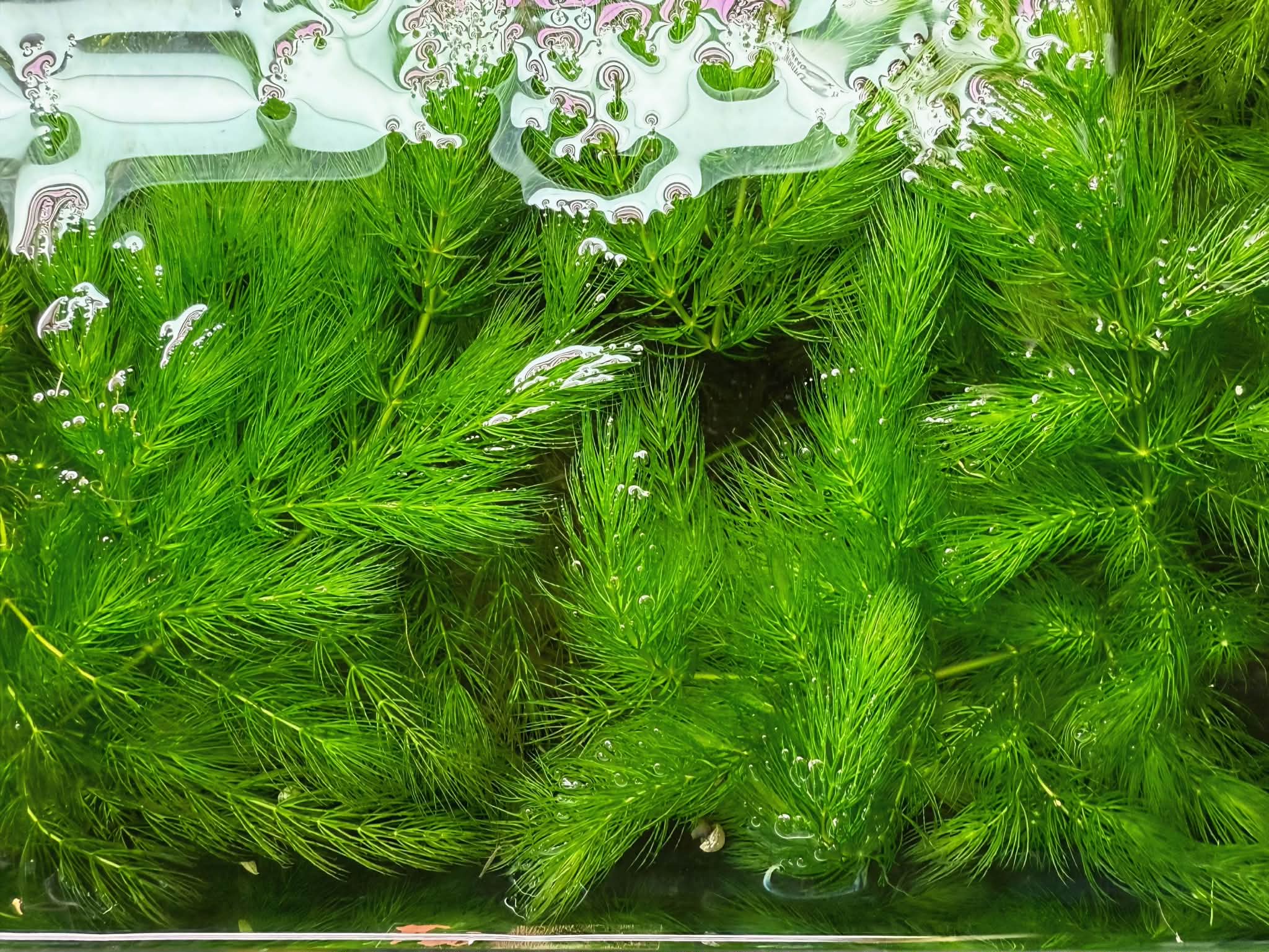 Hornwort Plant (10pcs)  🌿🐟