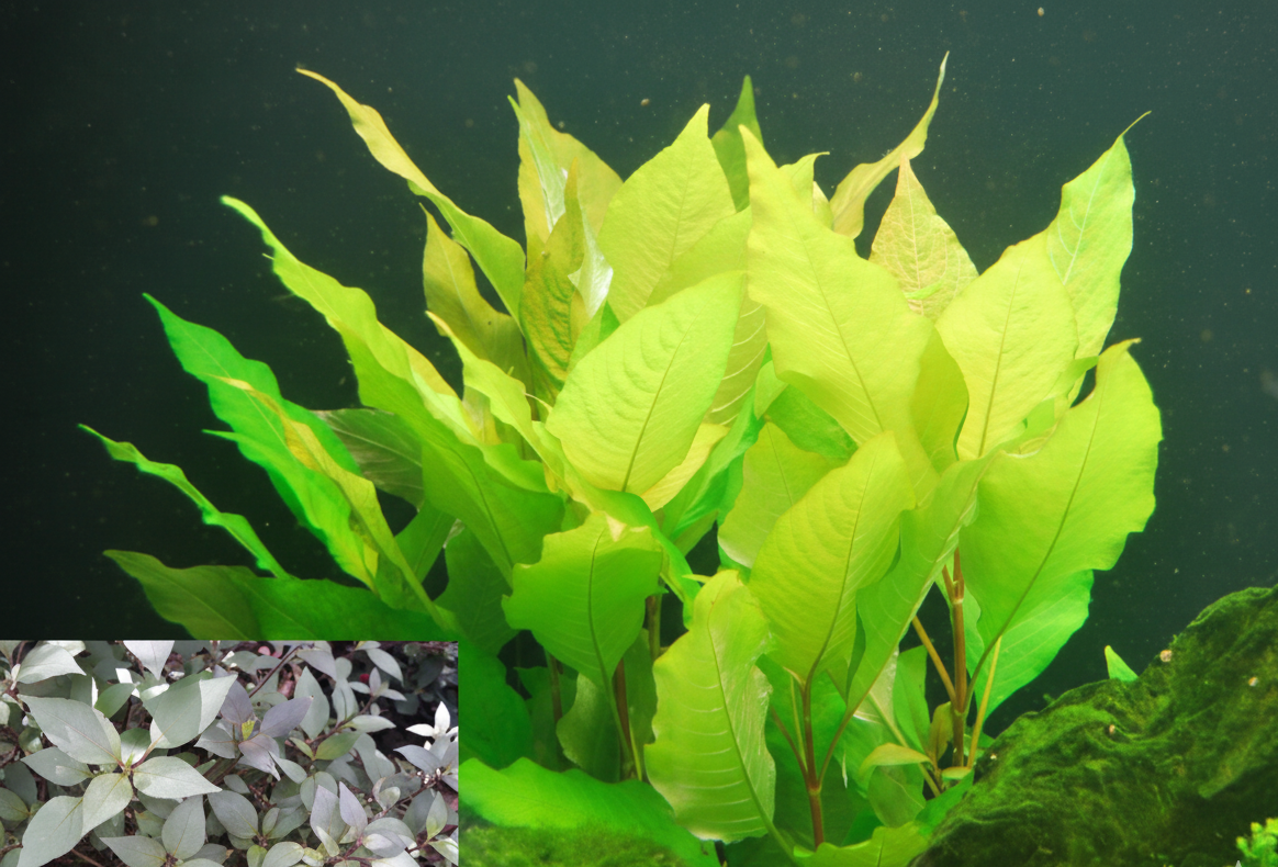 Hygrophila corymbosa