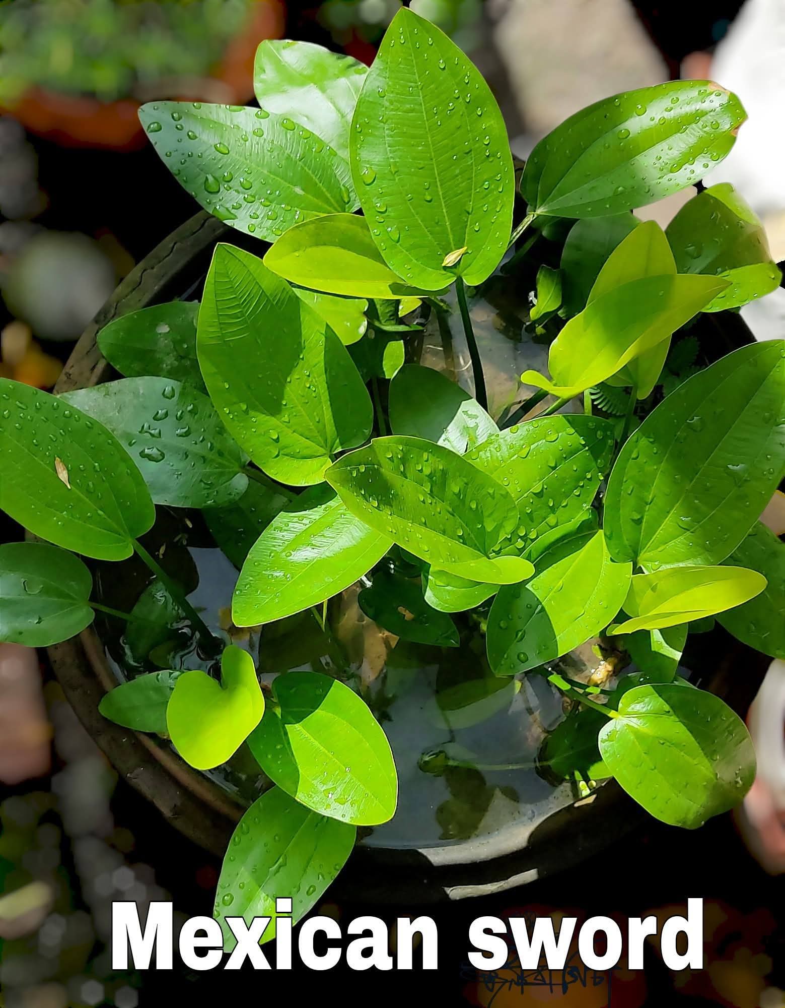 amazon sword Lily