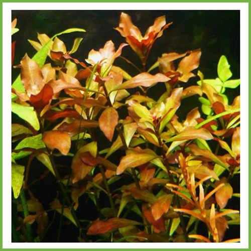 Ludwigia repens 5pcs plants