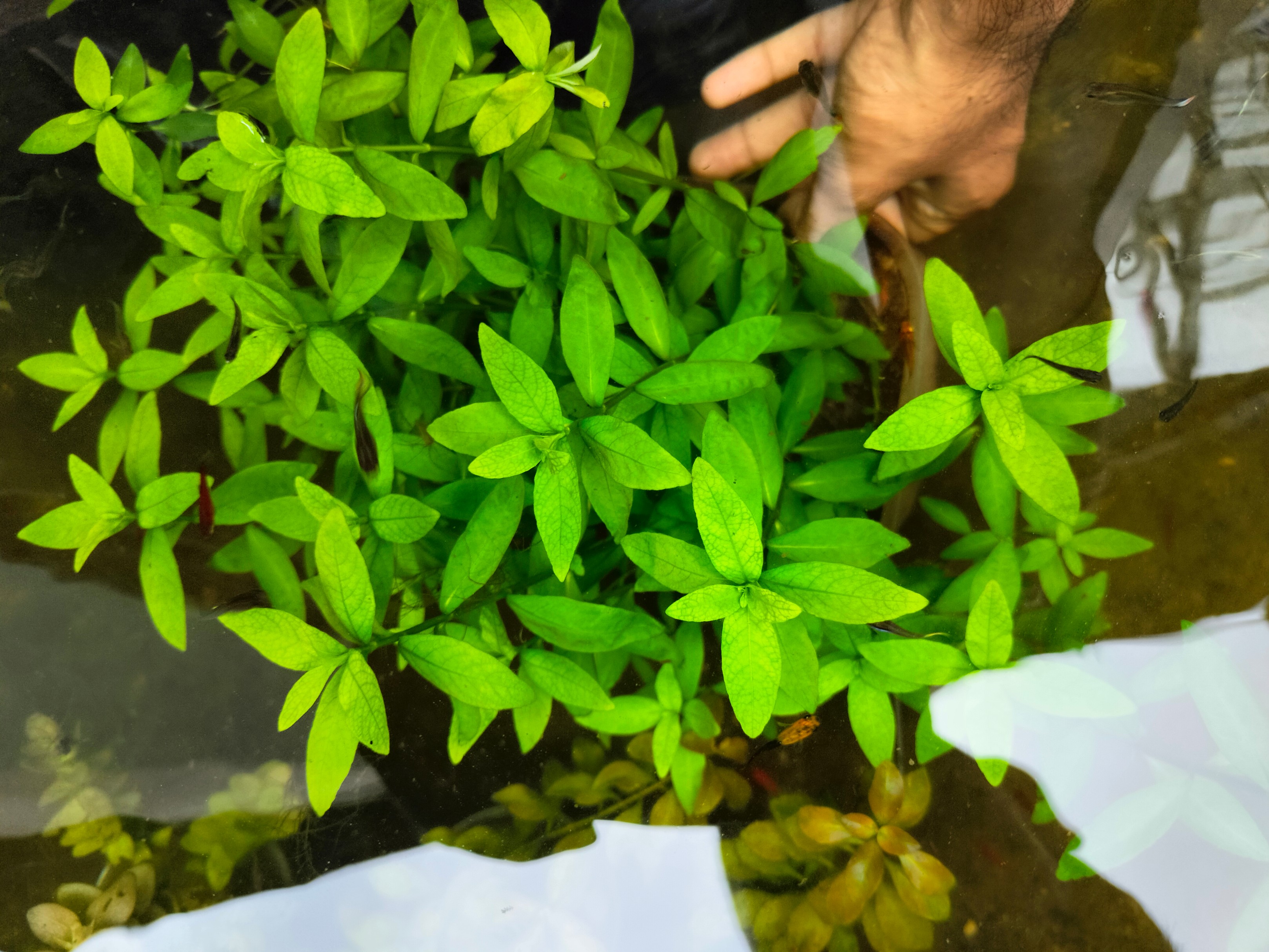 Hygrophila polysperma🍀 (5 pcs)plant