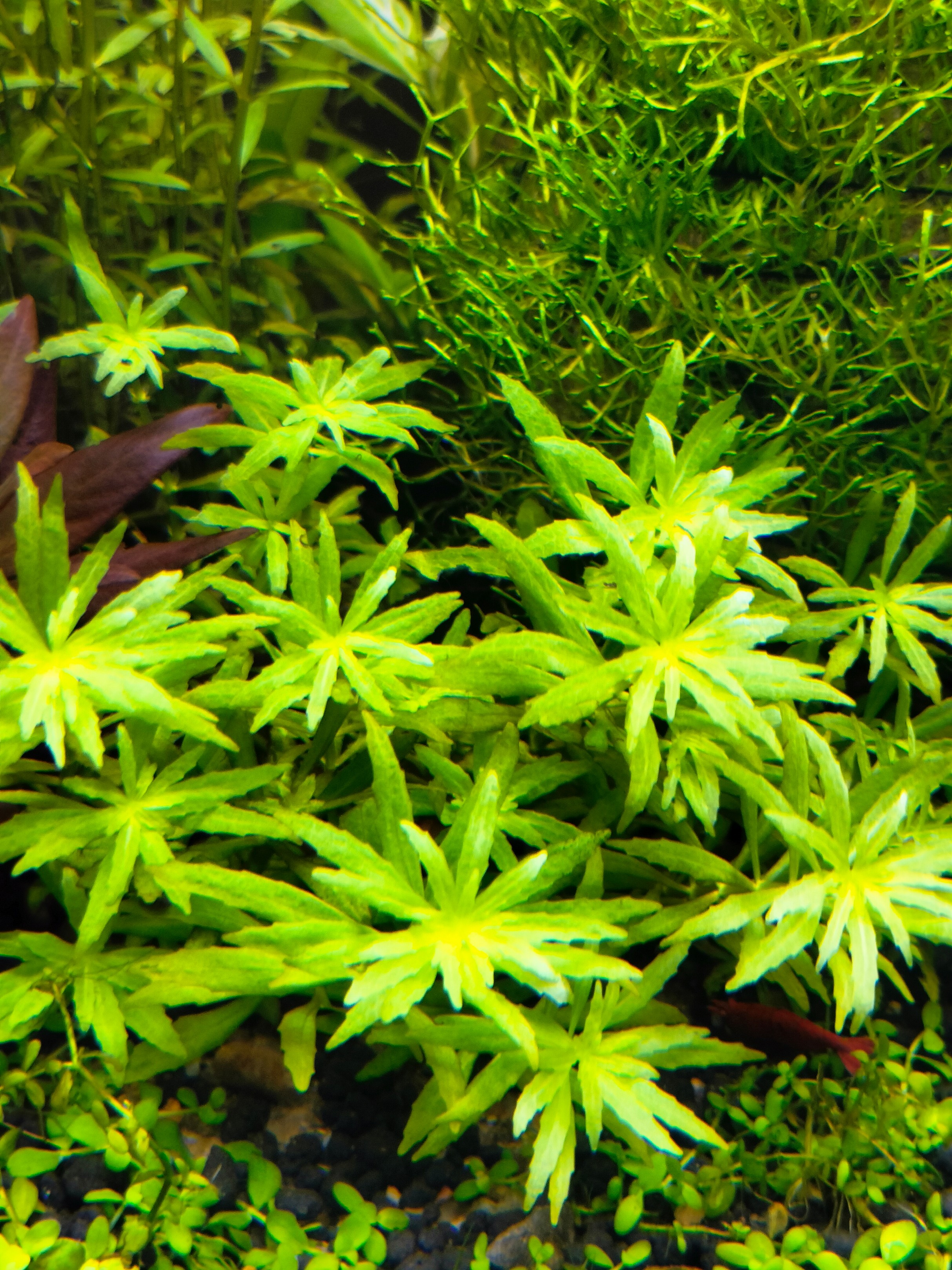 Aromatica Mini