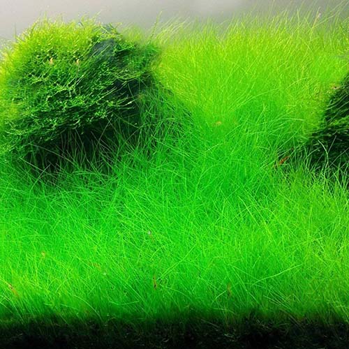 Dwarf hair grass (01 pot)
