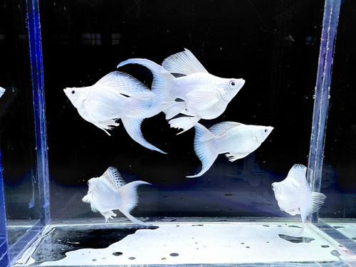 Platinum moon tail balloon molly (Running Pair)