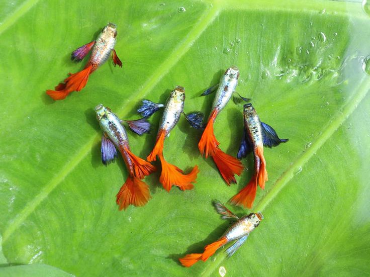 Rtp guppy (5Pair)