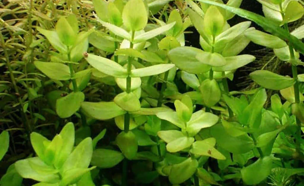 Bacupa carolininan (5 pcs) plants