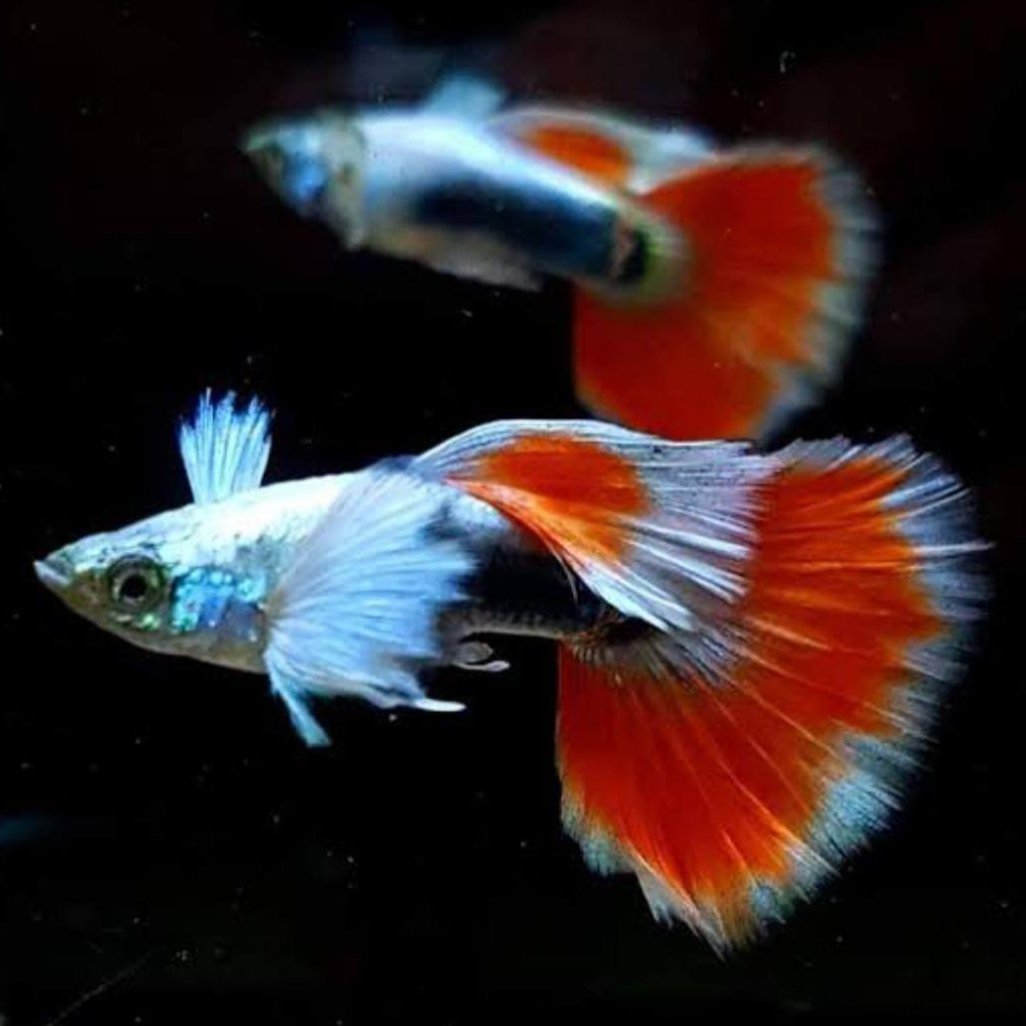 santa claus guppy (1pair)
