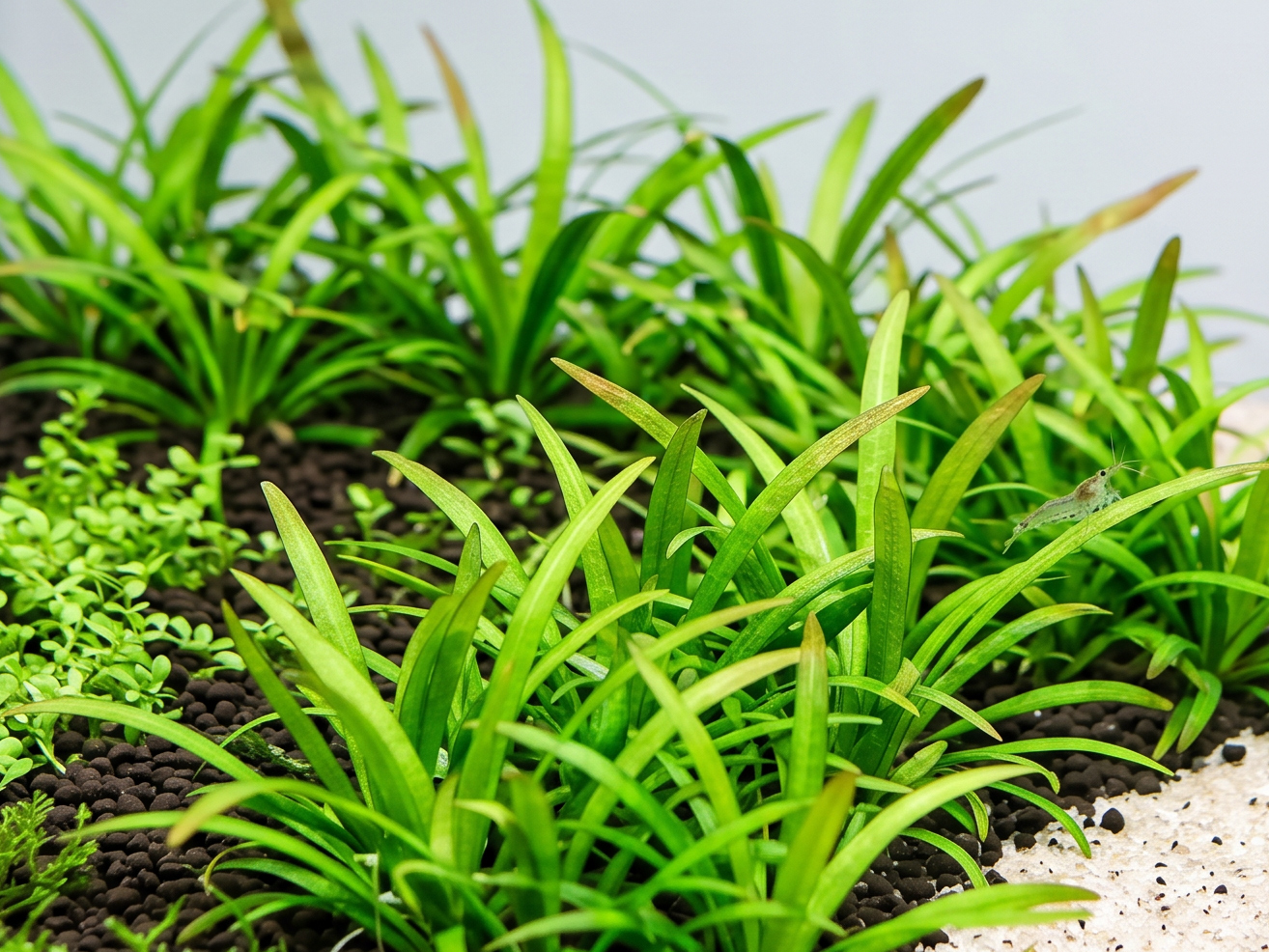 Dwarf sagittaria(10 pcs) Lowtech