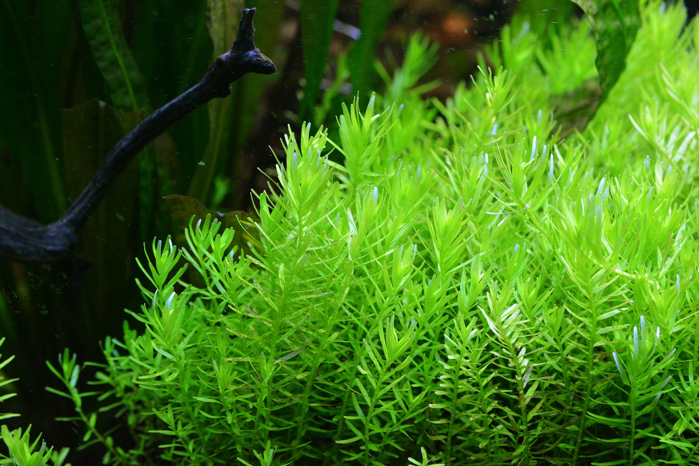 Rotala green (5pcs plants)