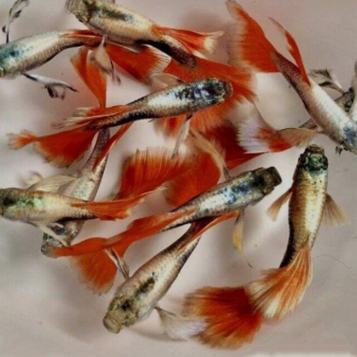 santa claus guppy (5pair)