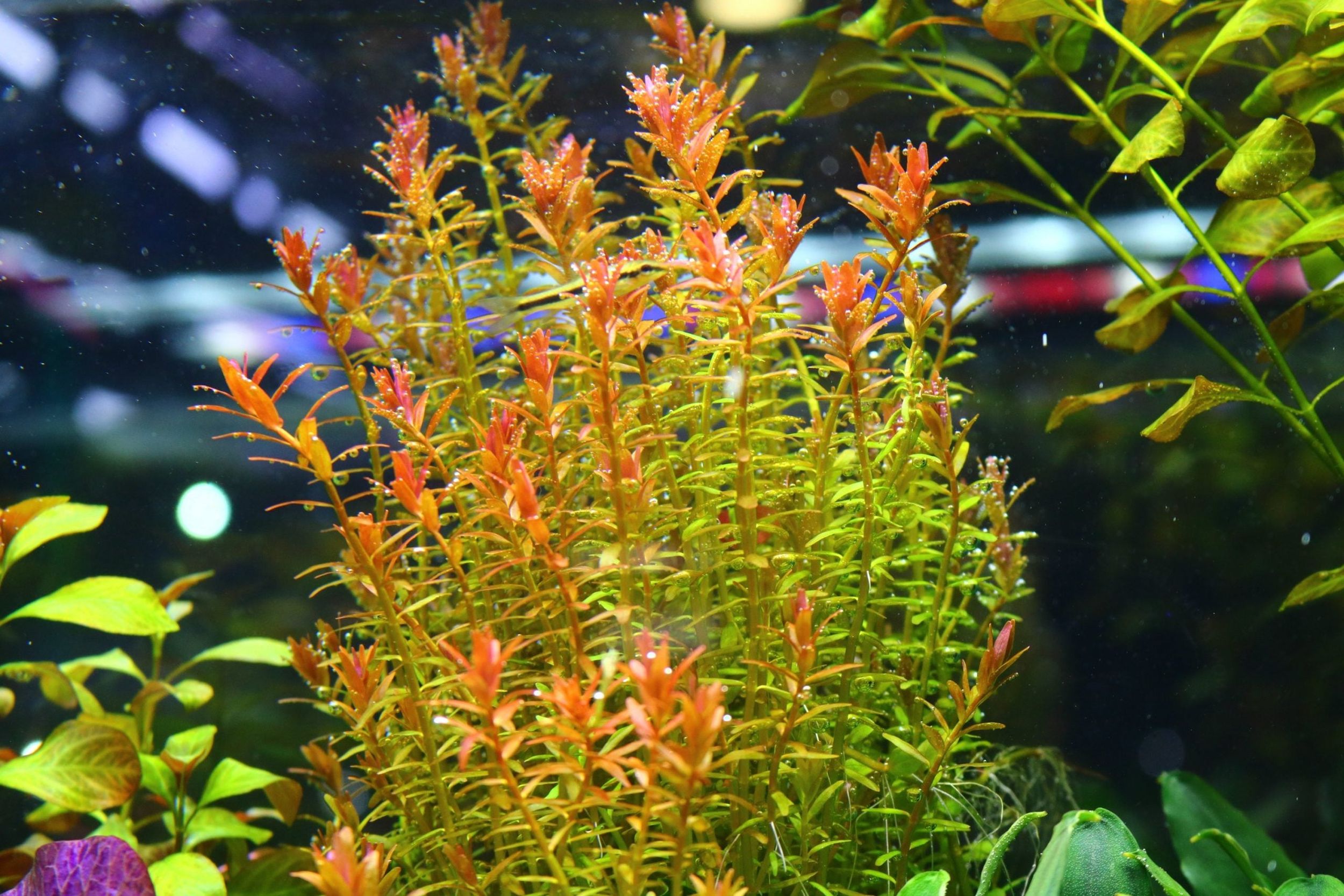 Rotala Orange juice (5pcs plants)