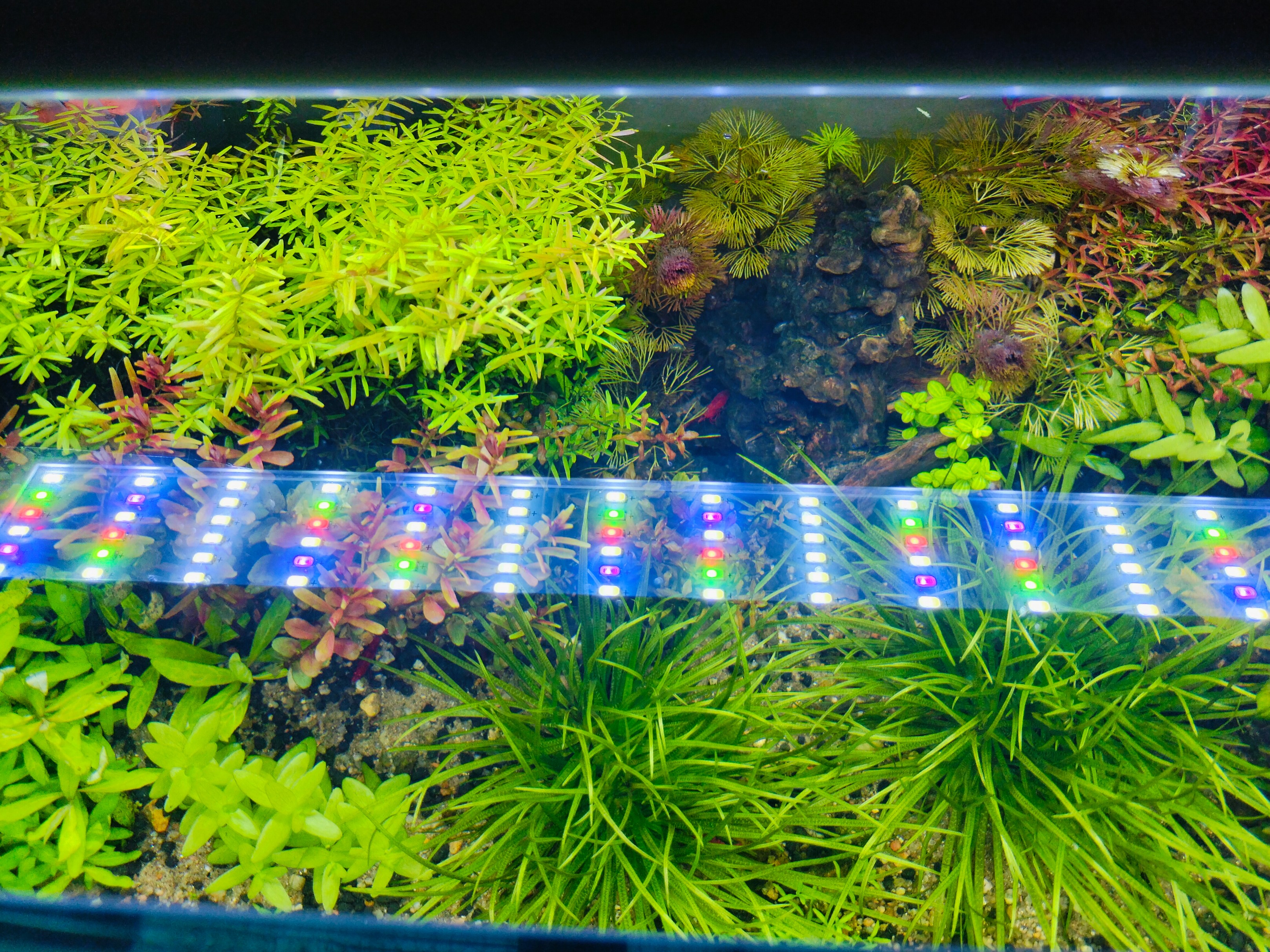 🌿 💡 Roxin Aquarium Light (50–60 cm) 🌿
