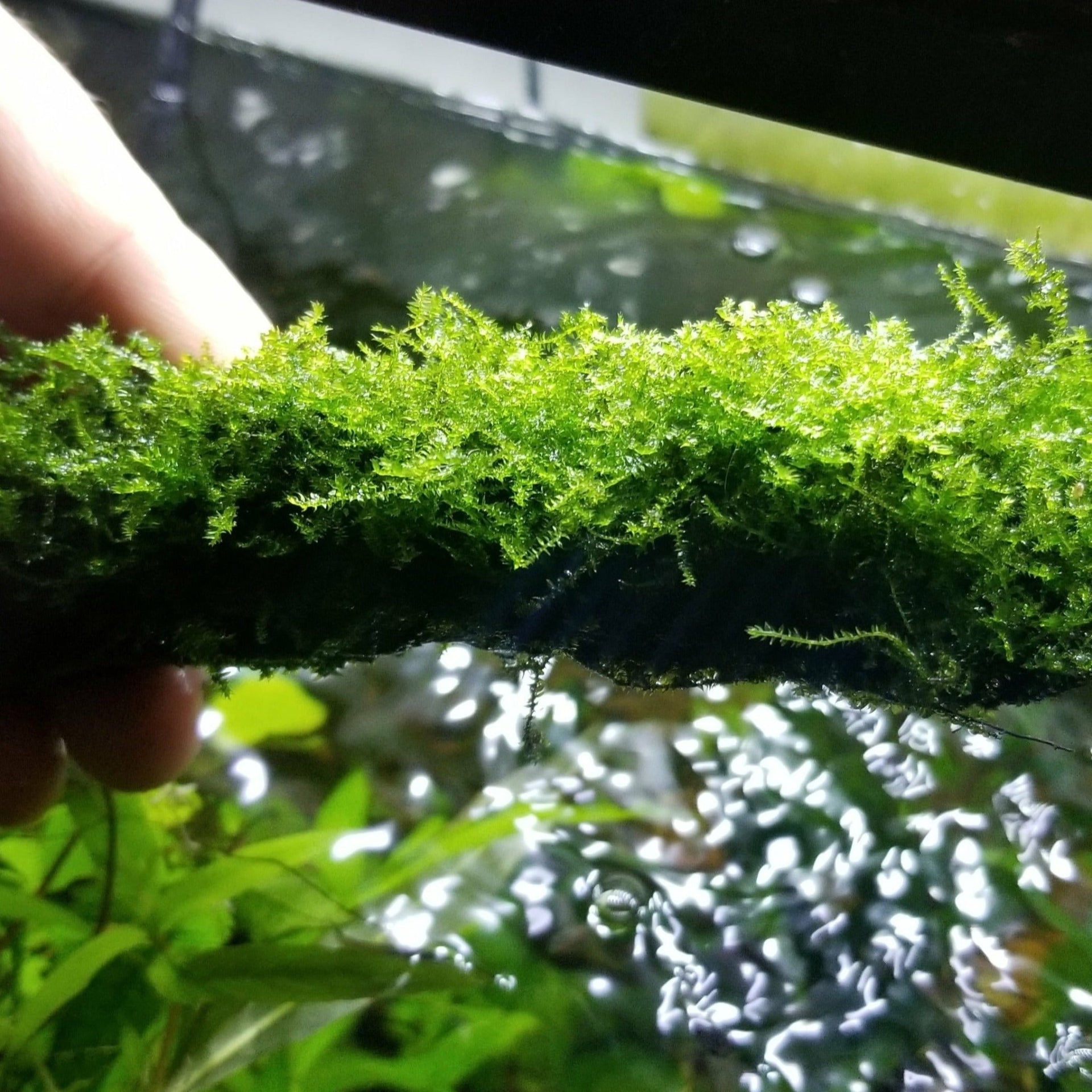 Java Moss — 6gm