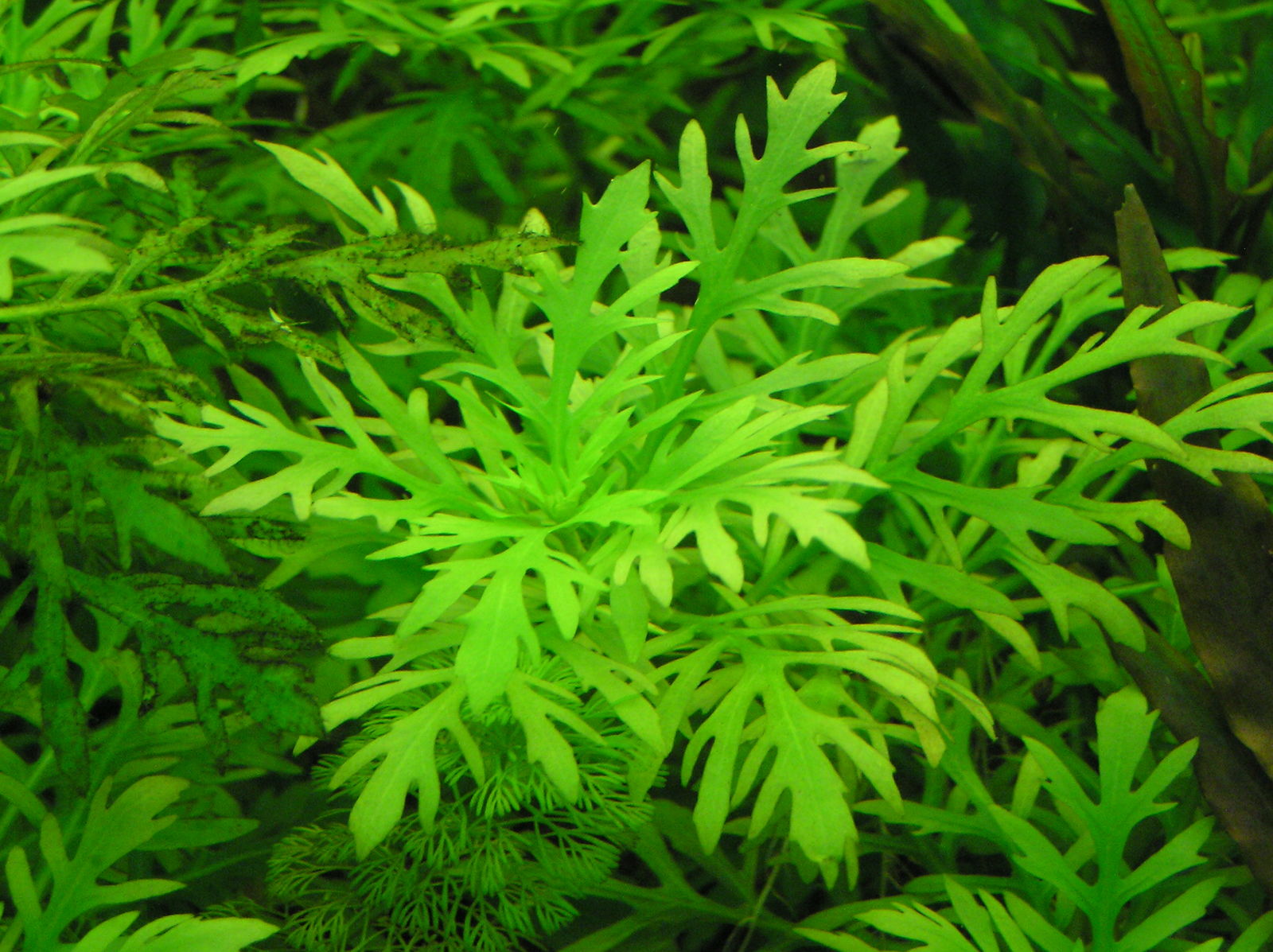 Hygrophila difformis (5pcs)