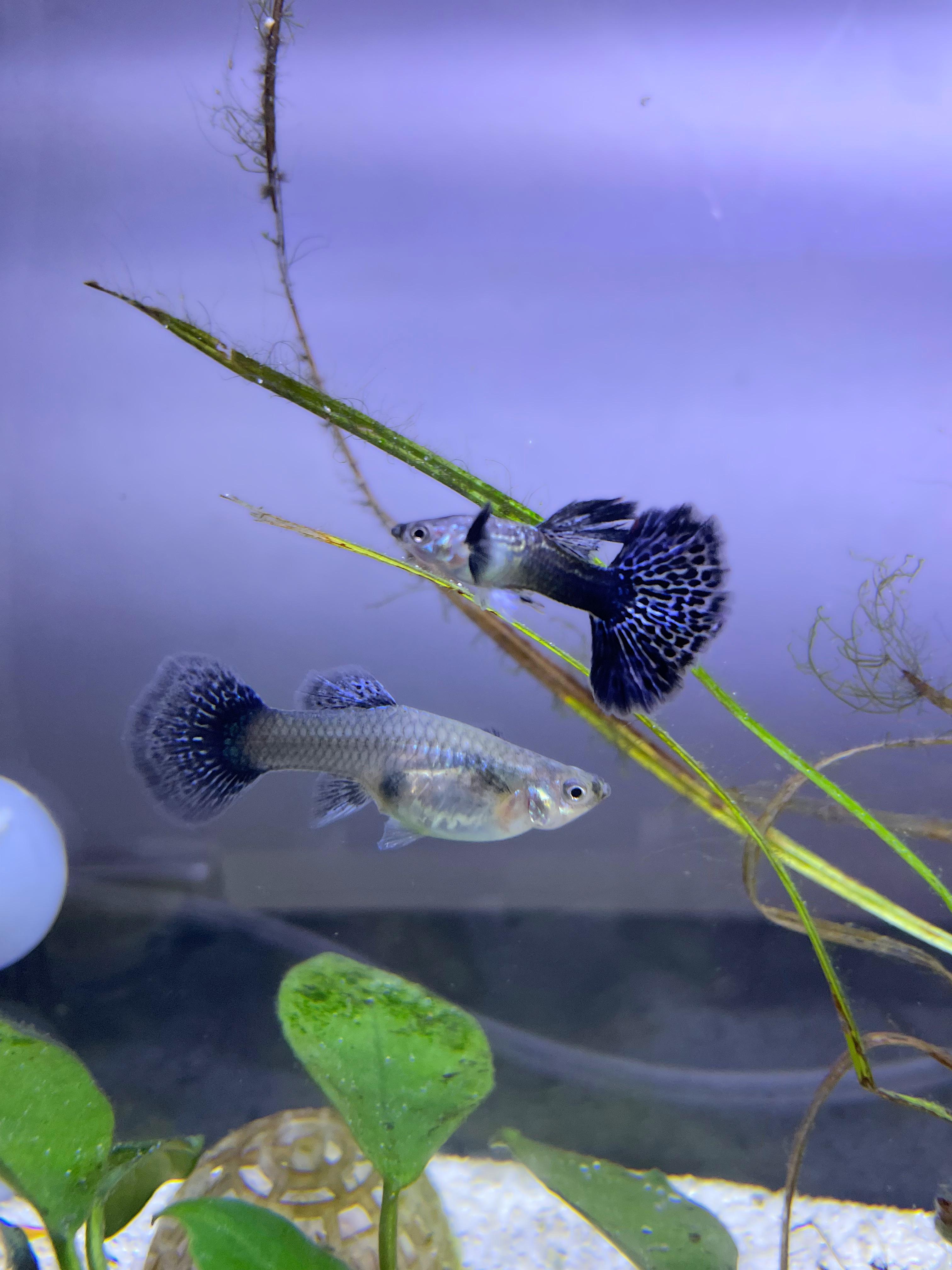 Purple dragon guppy new adult (1pair)