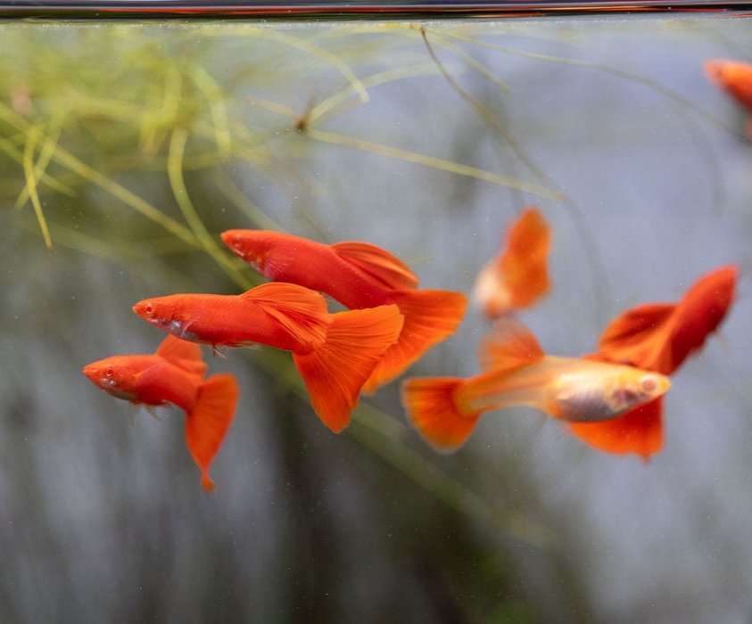 Red moscow guppy new adult(5pair)