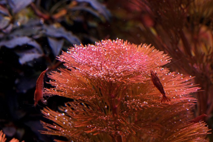 Cabomba furcata red (2pcs)