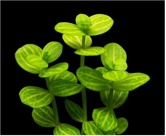 Lindernia rotundifolia (৫পিস)