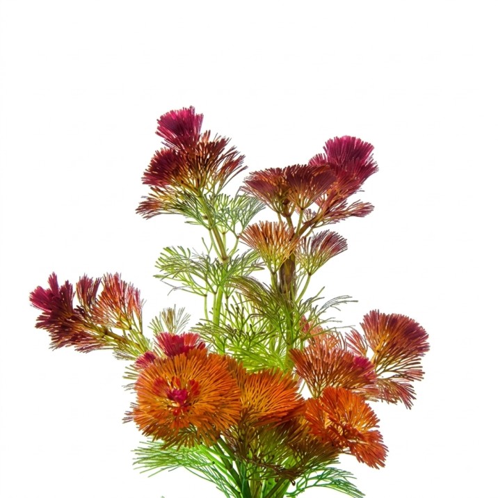 Cabomba furcata red (5pcs)
