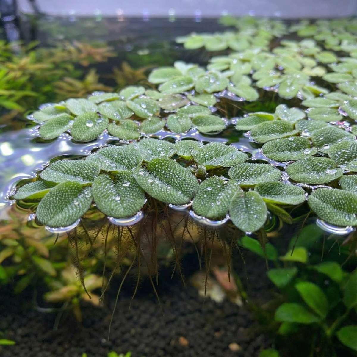 🌿 Salvinia Floating Plant (১০ পিস)