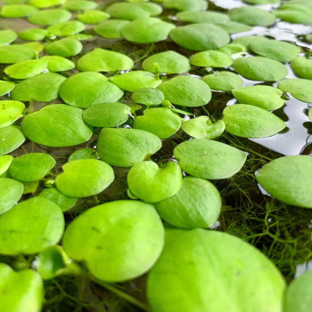 🌿 Frogbit Floating Plant (১০ পিস)