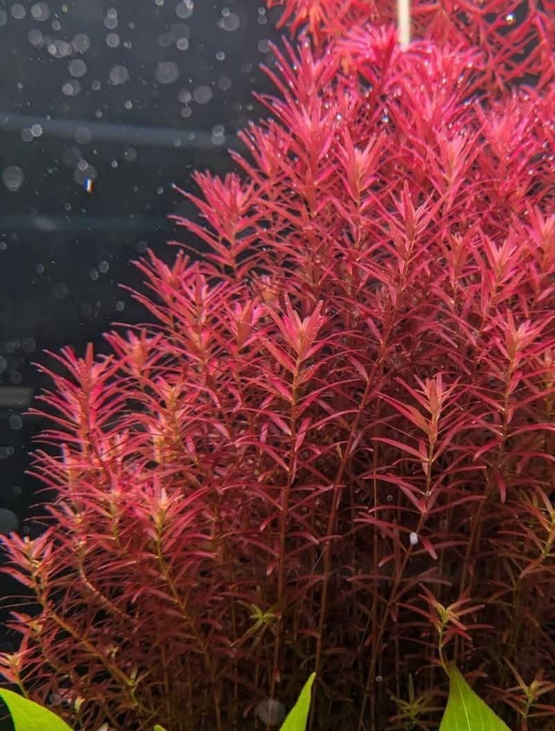 Rotala blood red  (5pcs plants)