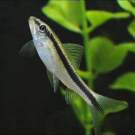 Siamese Algae Eater (SAE) Pair