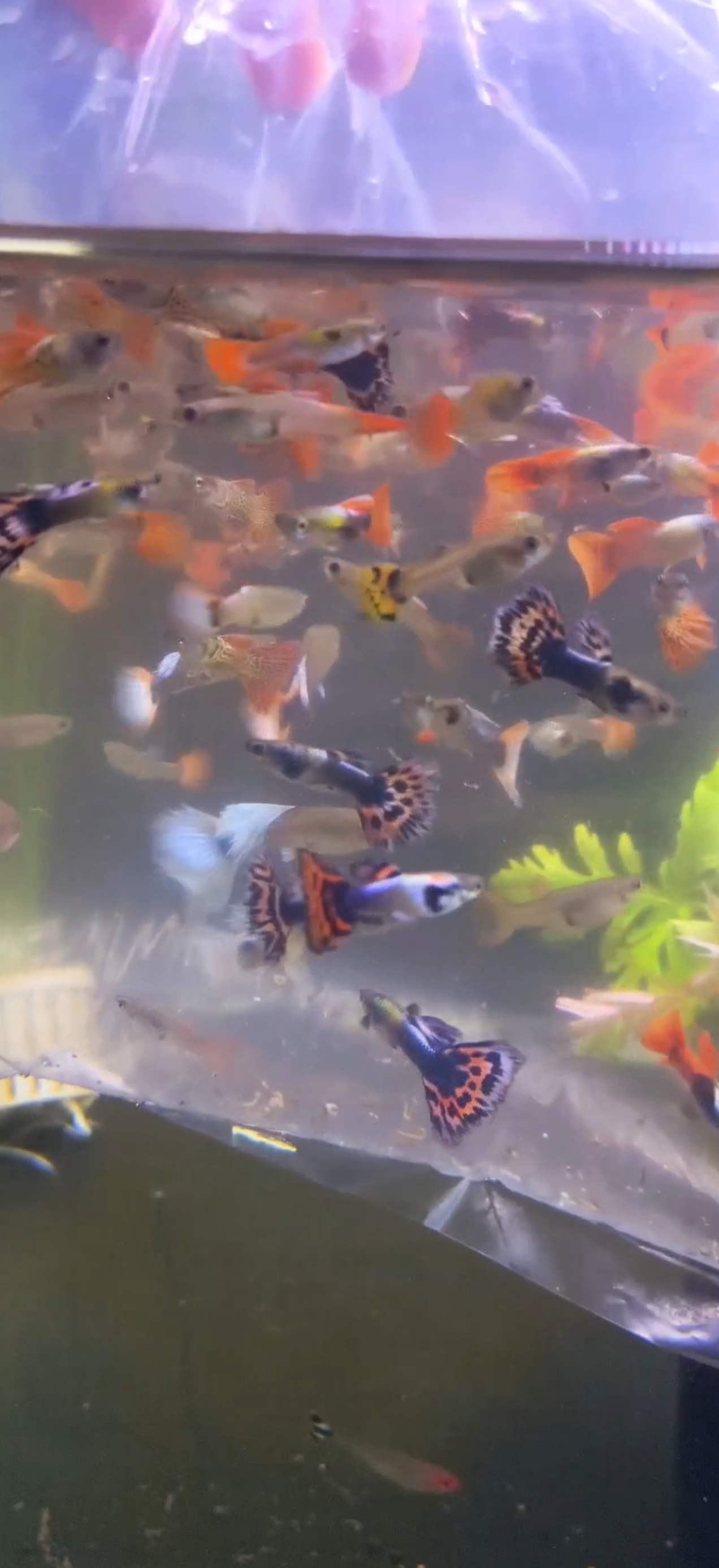 Fancy mix guppoy (5 pair)