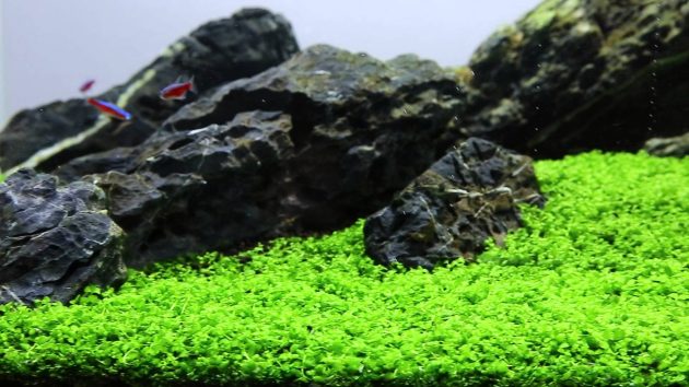 Monte Carlo (20g)