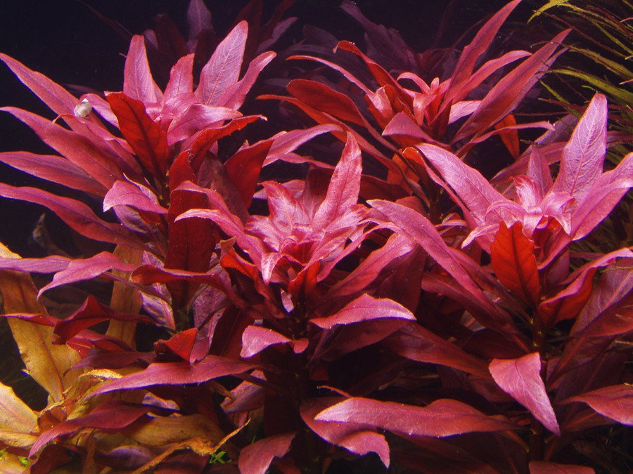 LUDWIGIA PERUENSIS (5pcs)