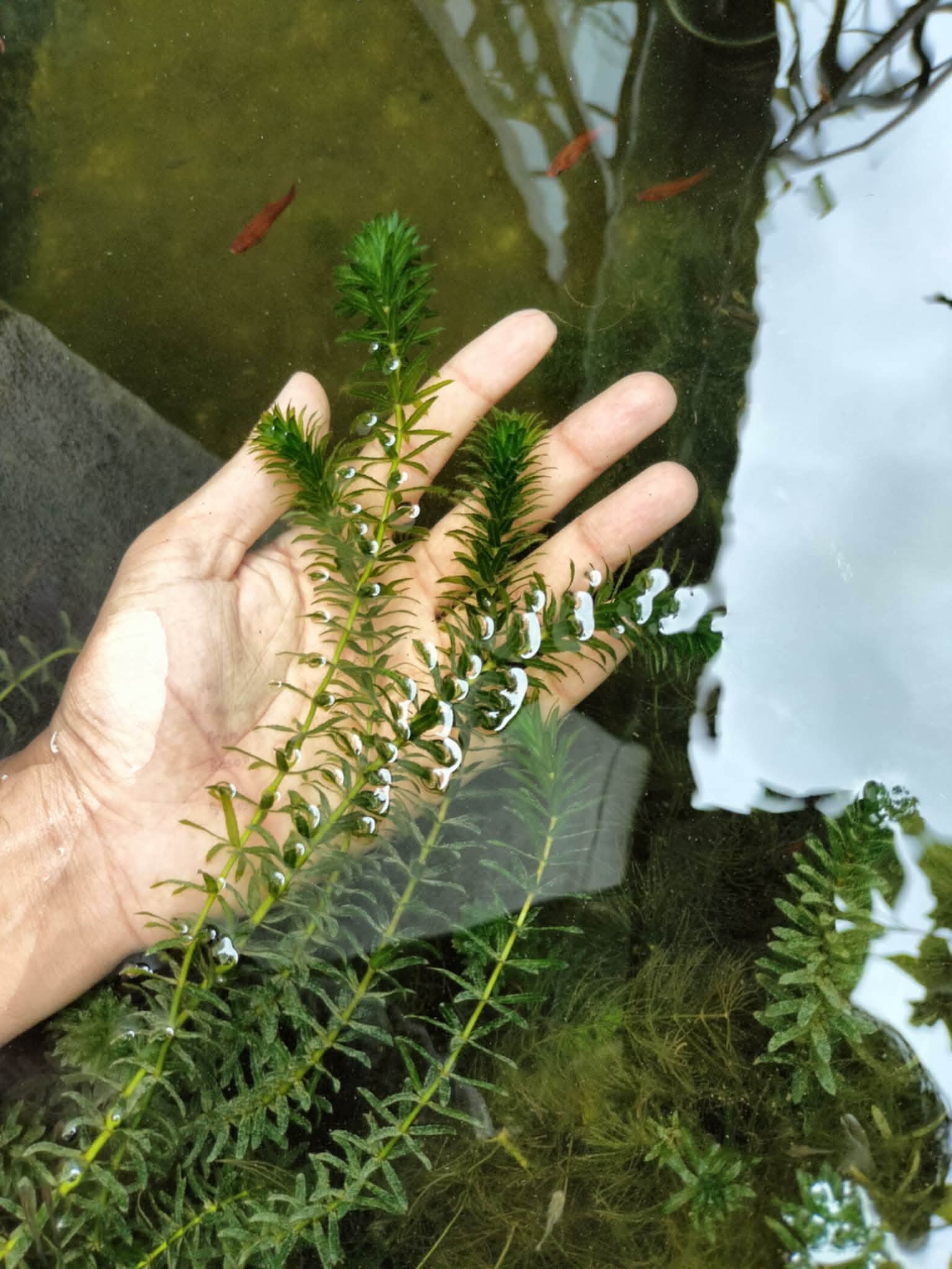Denca Plant (10pcs)  🌿🐟