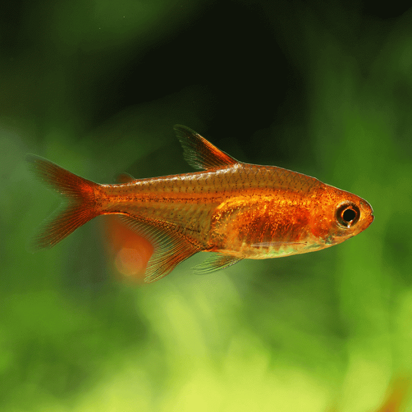 Ember tetra (Pair)