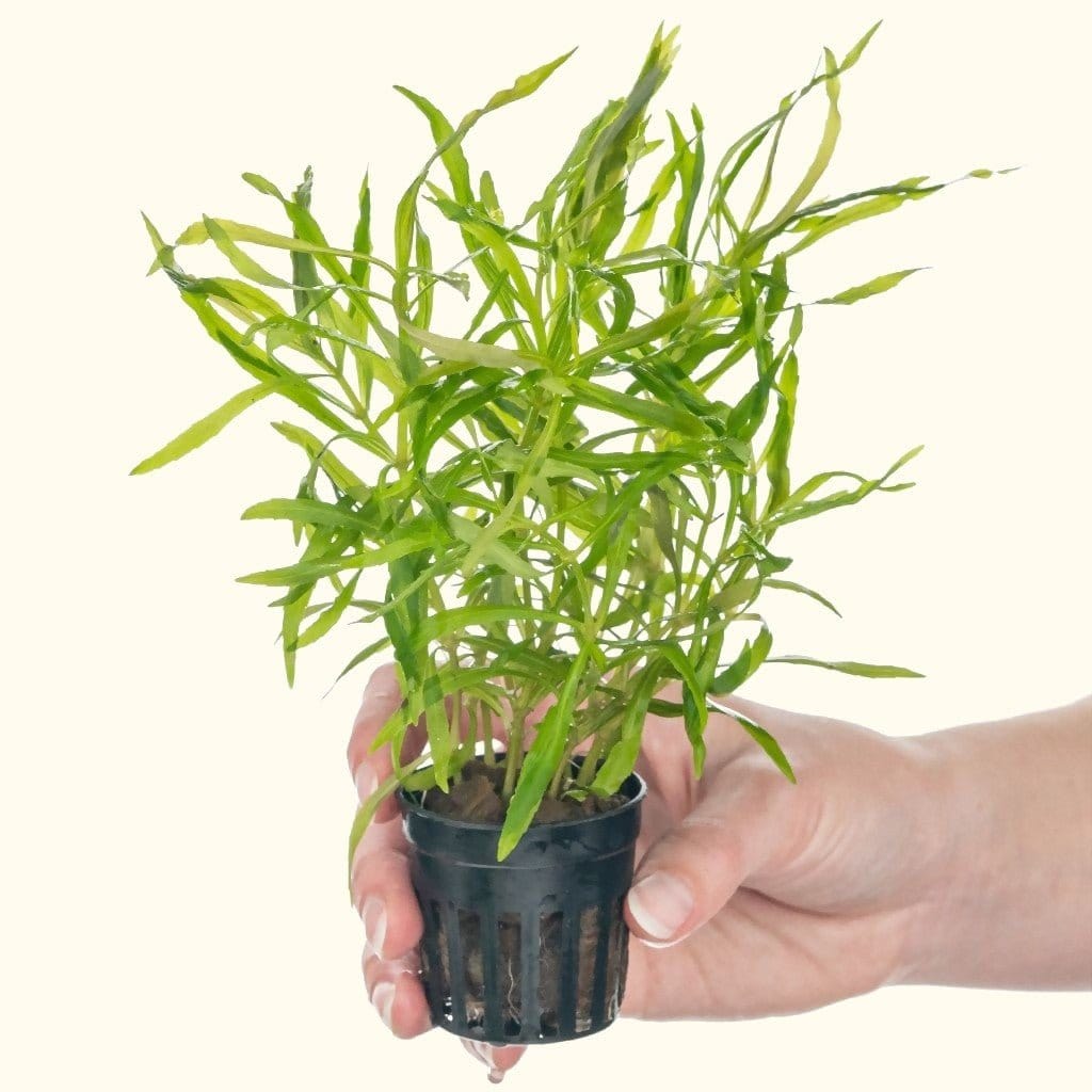 Hygrophila octopus (5pcs)