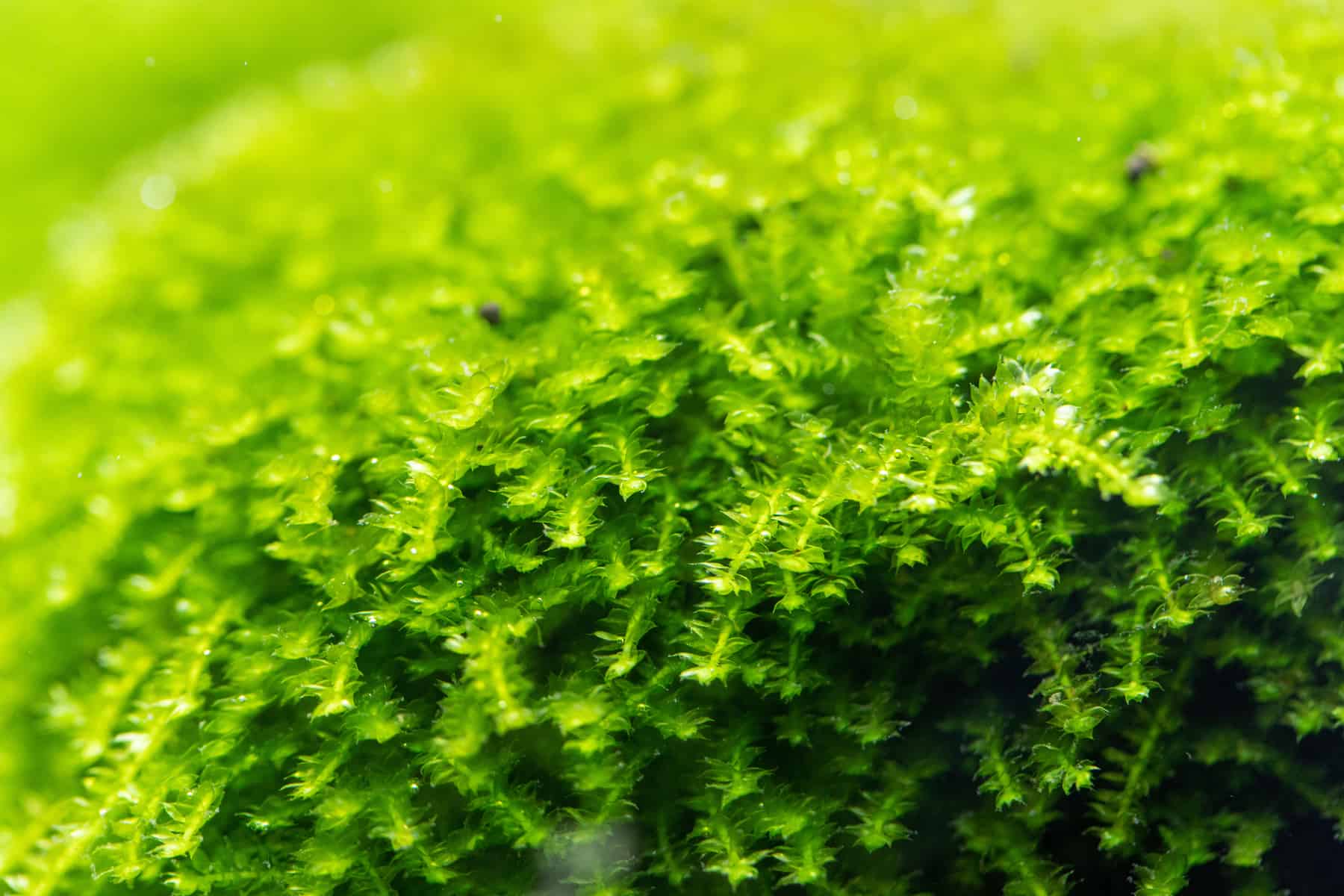 🎄 Christmas Moss — 6gm