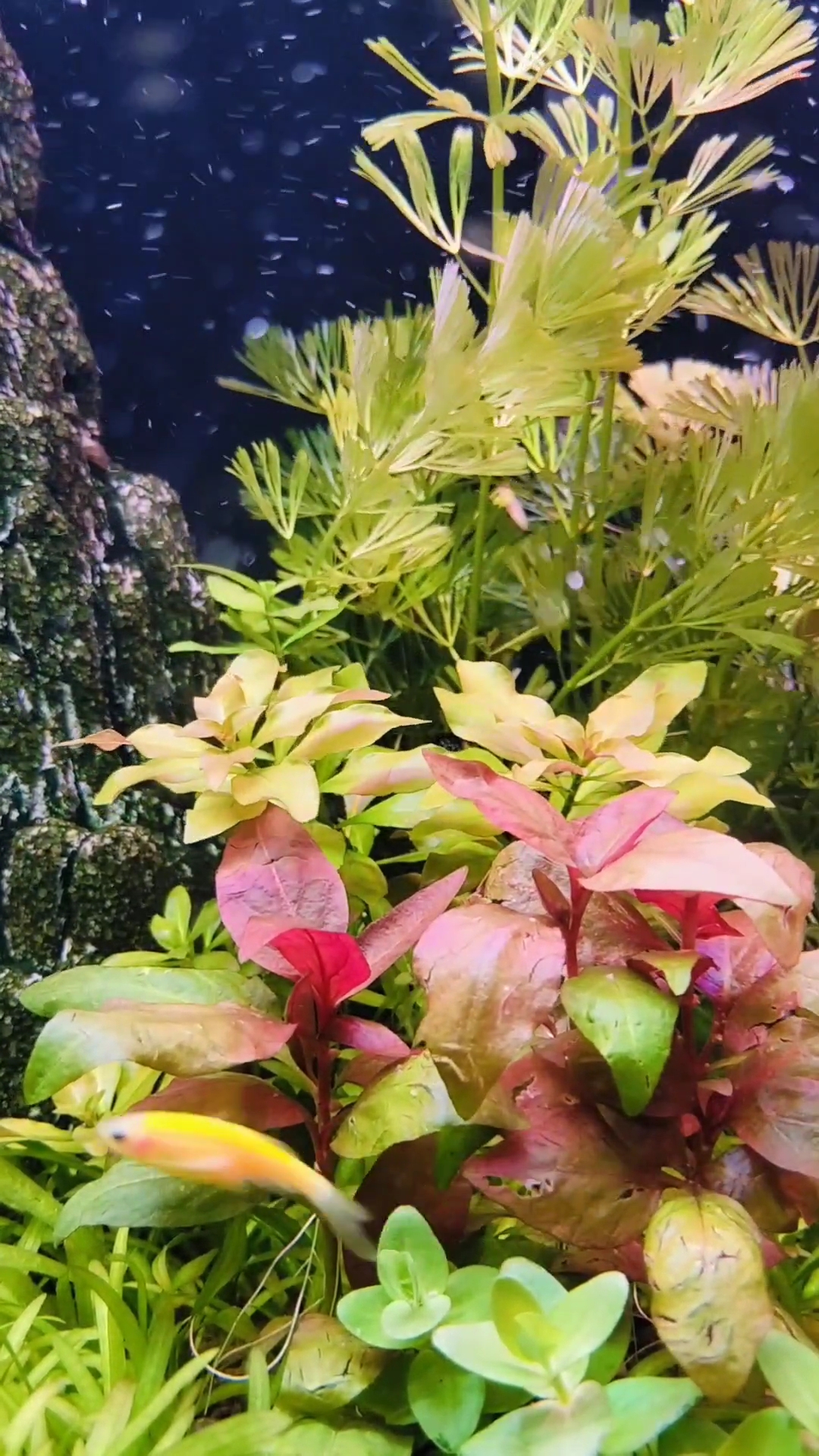 Renecka mini (5pcs) plants