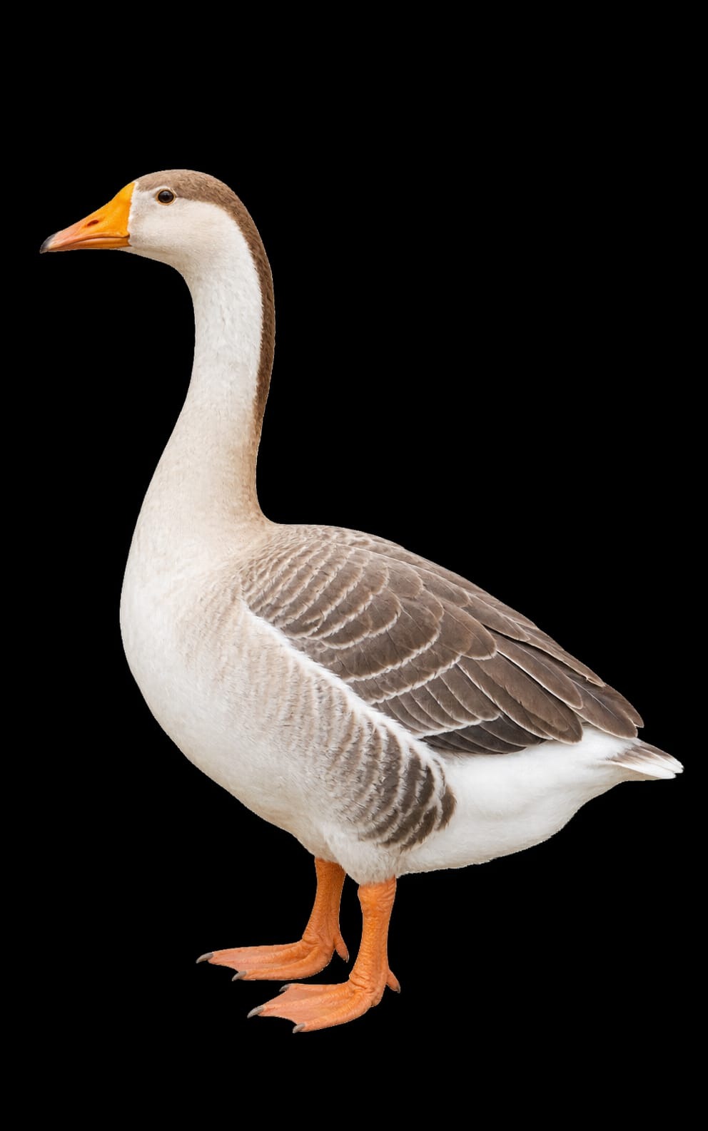 রাজহাঁস (Raj Hans / Goose) – Live Weight ৳730/KG_img_1
