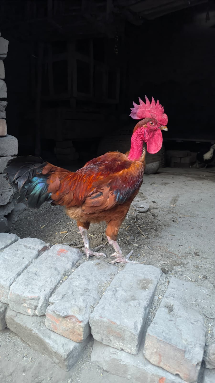 দেশি মোরগ (Deshi Chicken) – Live Weight ৳ 690/KG_img_1