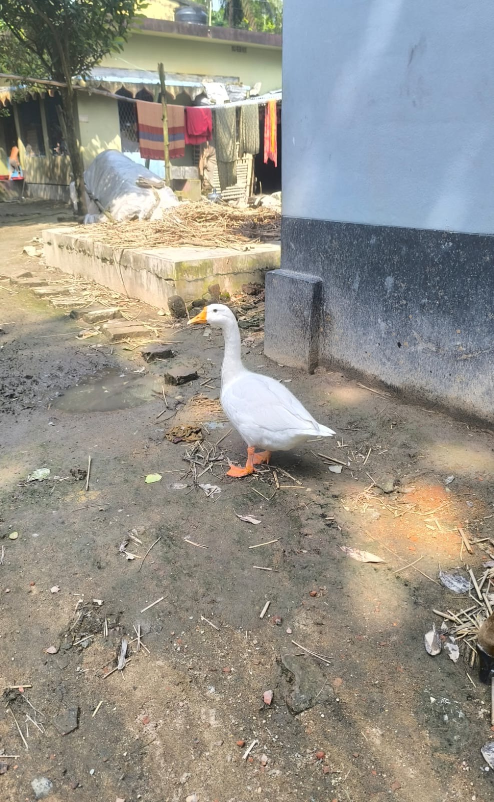 রাজহাঁস (Raj Hans / Goose) – Live Weight ৳730/KG_img_2