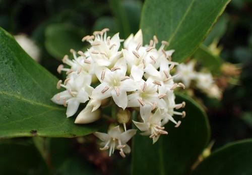 খলিশা ফুলের মধু - Sundarbans Kholisha Flower Honey_img_2